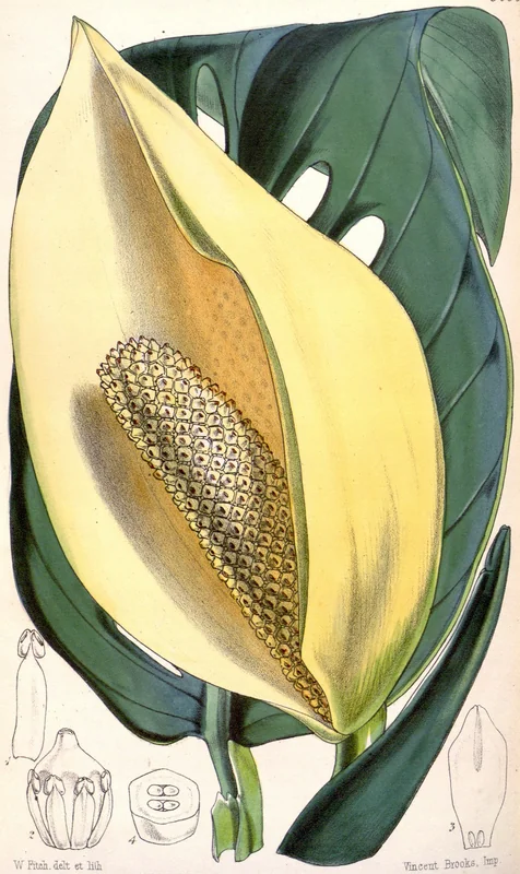 Swiss cheese vine (Monstera adansonii)