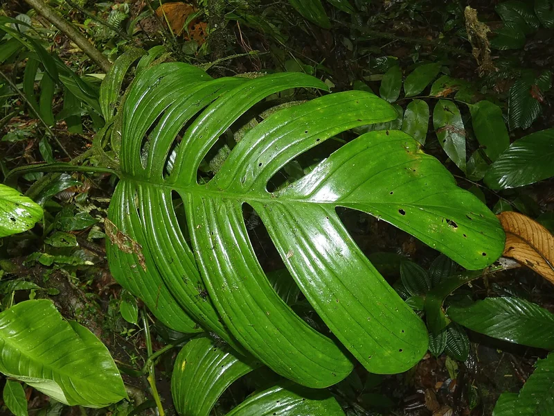 Dissected Monstera (Monstera dissecta)