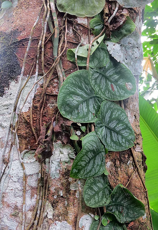Shingle plant (Monstera dubia)