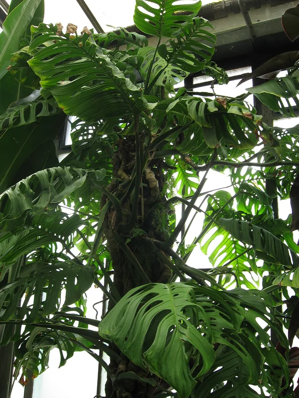 Esqueleto Monstera (Monstera epipremnoides)