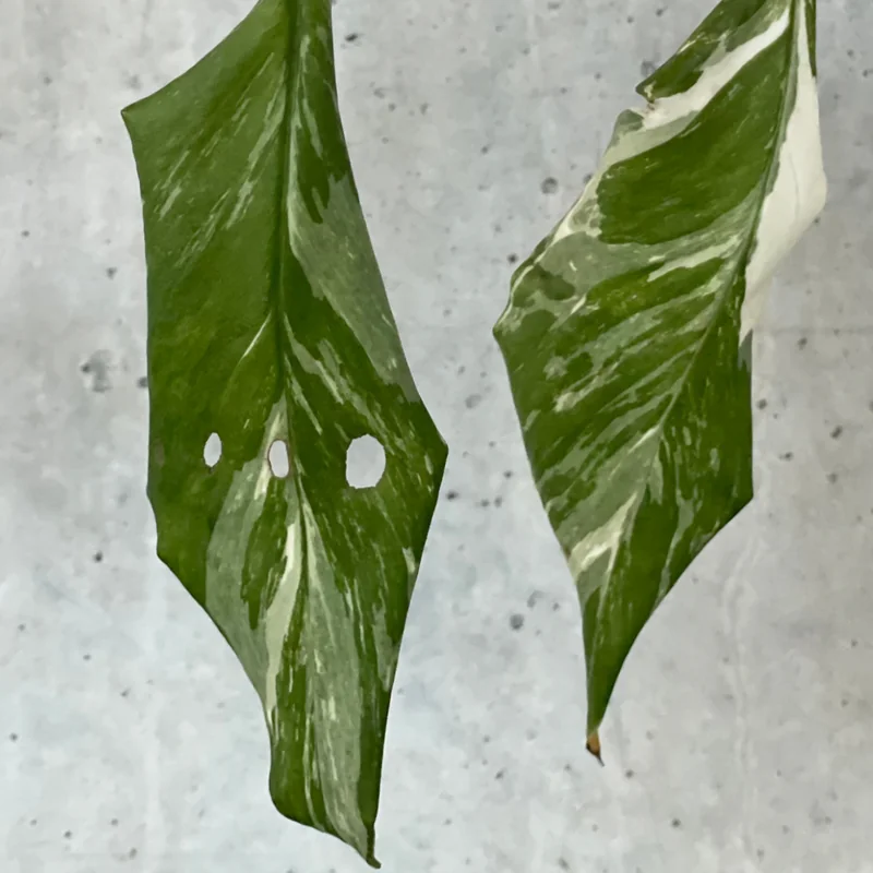 Monstera lechleriana leaves with circular fenestrations