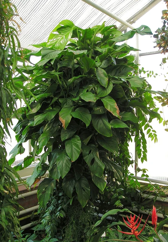 Skeleton monstera (Monstera obliqua)