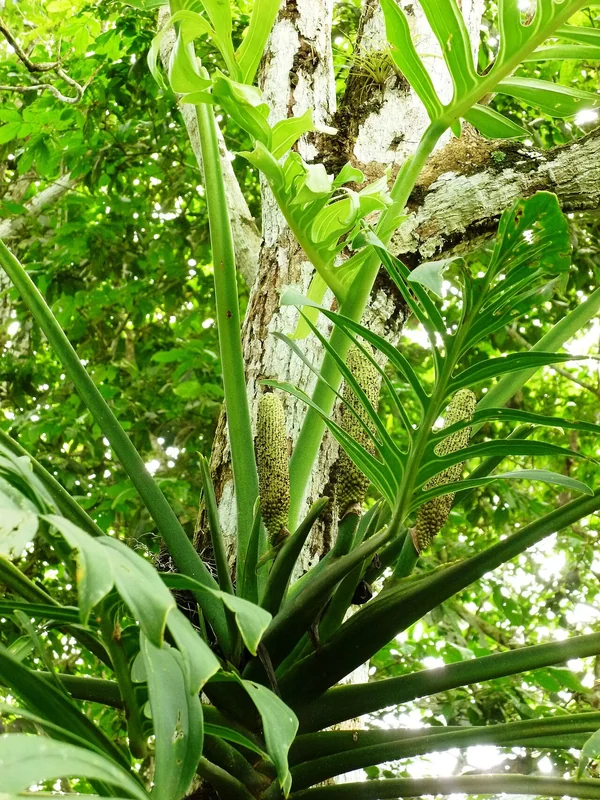 Pinnate-leaved monstera (Monstera pinnatipartita)