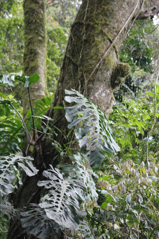 Dotted Monstera (Monstera punctulata)