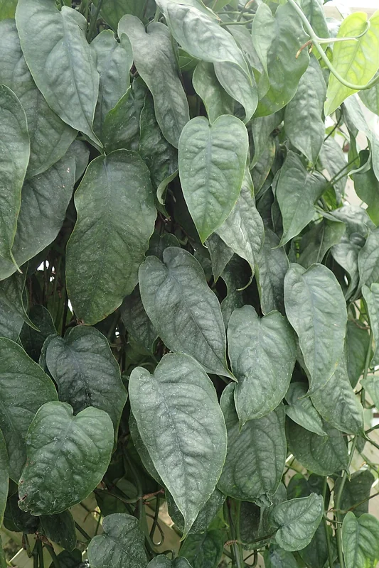 Silver monstera (Monstera siltepecana)