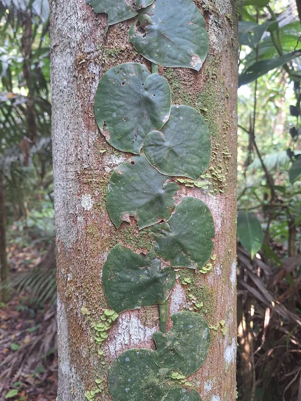 Spruce's Monstera (Monstera spruceana)