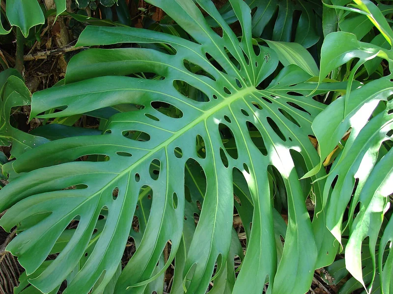 Monstera sp.