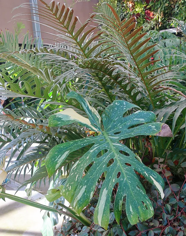 Monstera Thai Constellation leaf with cream speckle and sector variegation on green fenestrated surface