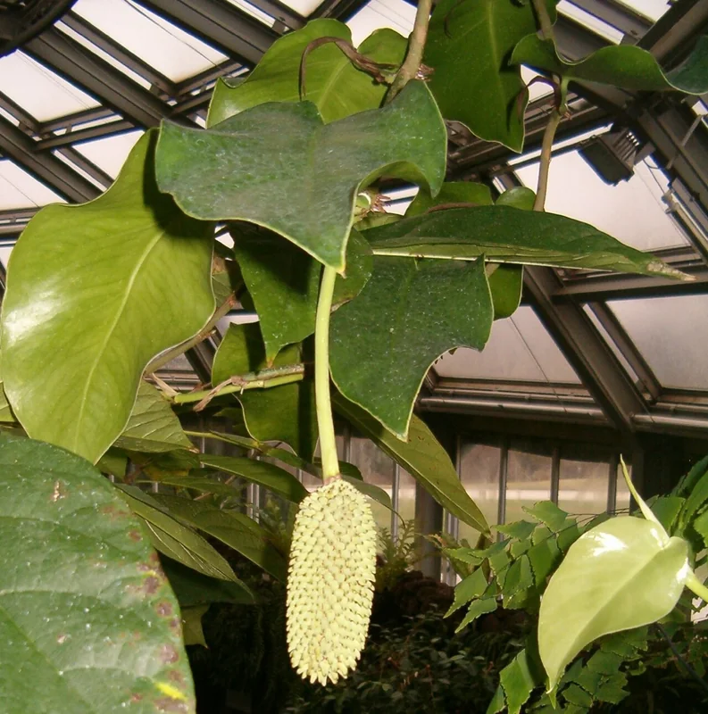 Tubercled Monstera (Monstera tuberculata)