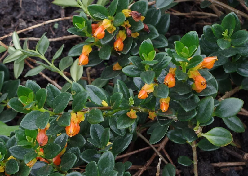 Nematanthus gregarius trailing stems studded with plump pouch-shaped bright-orange flowers resembling leaping goldfish