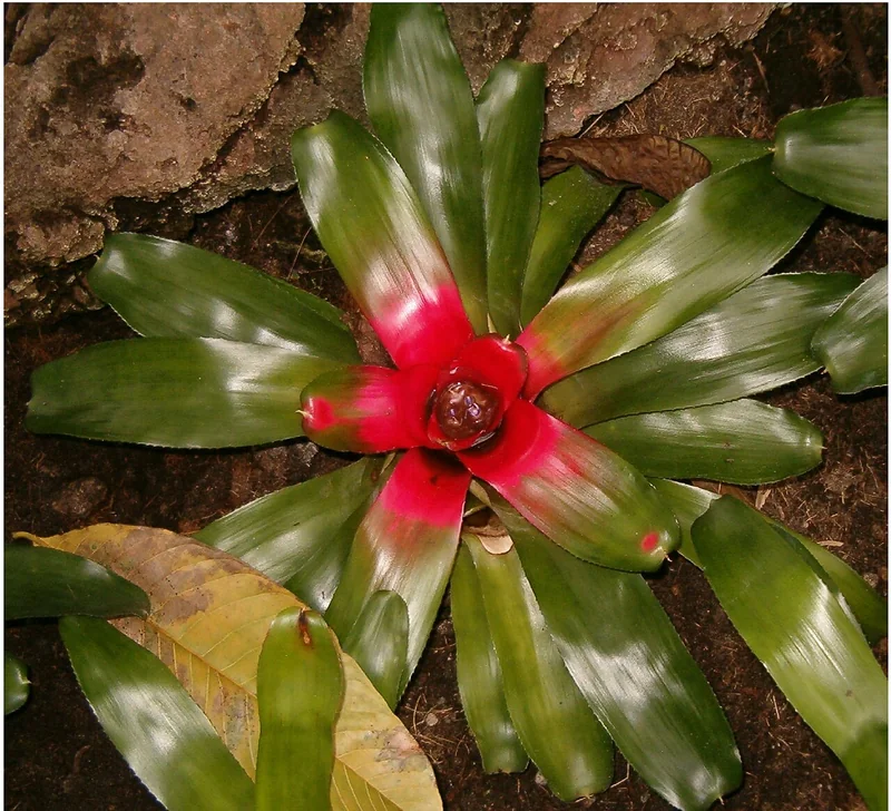 Neoregelia carolinae flat spreading rosette with vivid scarlet central leaves surrounding the water-filled cup