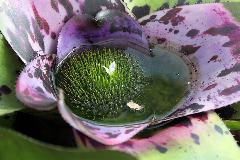 Neoregelia concentrica wide flat rosette with purple-spotted leaves and deep indigo-blue central cup