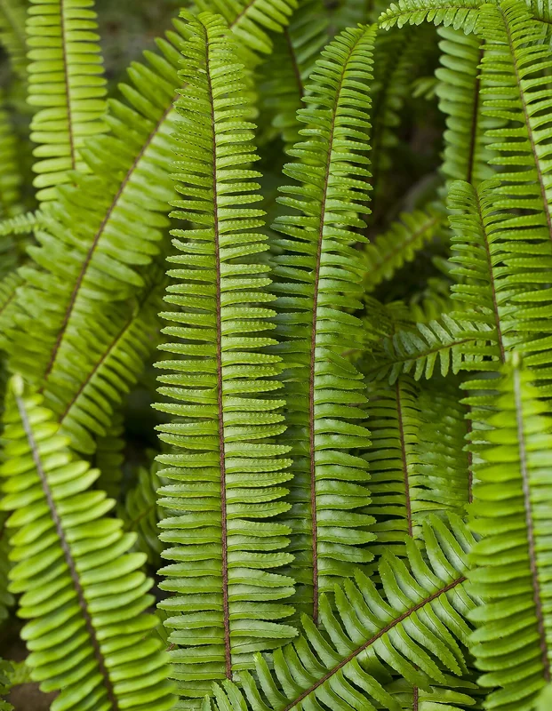 Lemon Button Fern (Nephrolepis cordifolia)