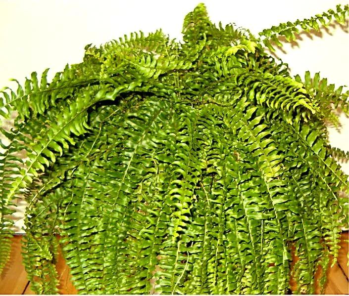 Boston fern (Nephrolepis exaltata)