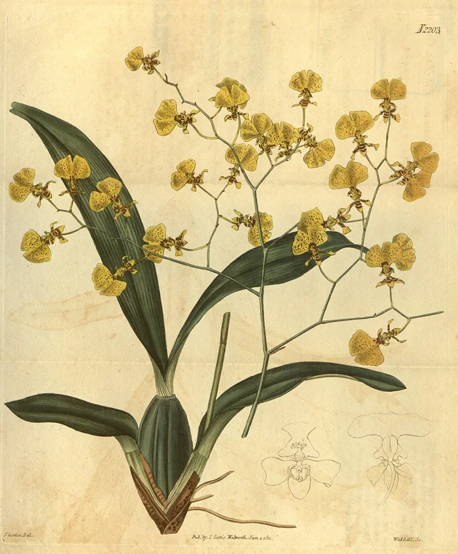 Oncidium flexuosum arching branched panicle with hundreds of small bright yellow flowers