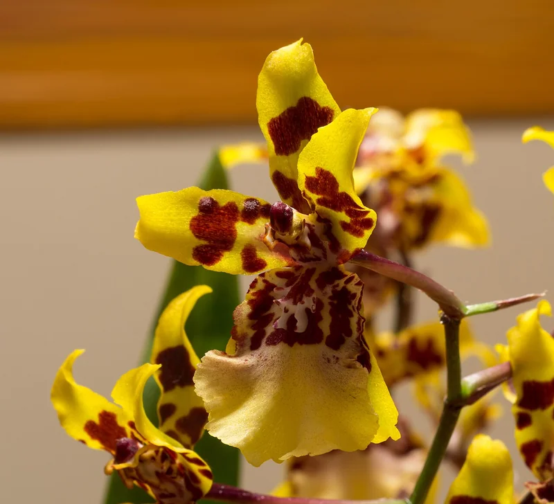 Oncidium sphacelatum tall branching panicle of yellow and brown flowers above large pseudobulbs