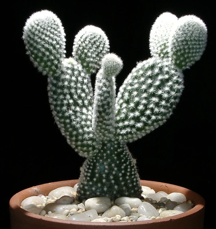 Opuntia microdasys flat oval cactus pads with symmetrical golden glochid tufts