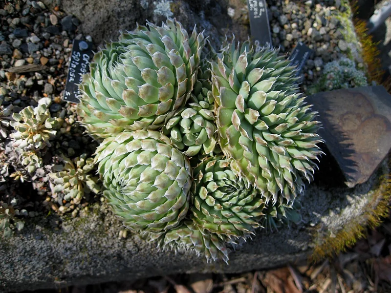 Orostachys spinosa compact symmetrical rosette with grey-green spiny-tipped leaves in rocky alpine setting