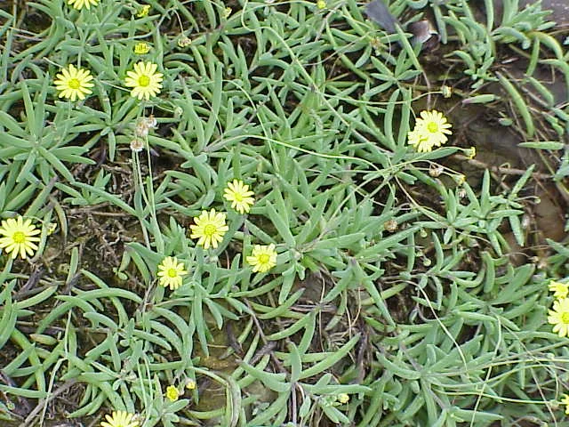 Little Pickles (Othonna capensis)