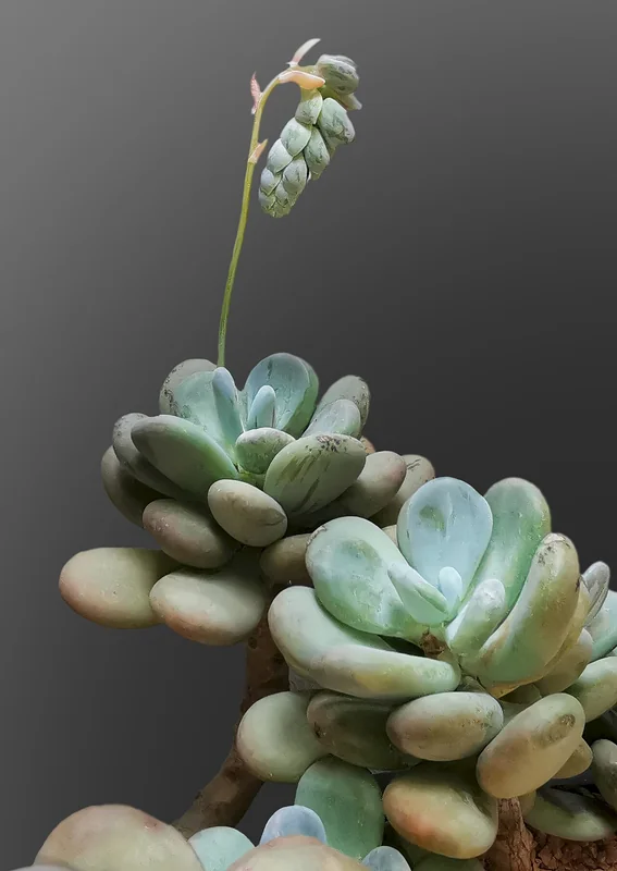 Moonstones (Pachyphytum oviferum)