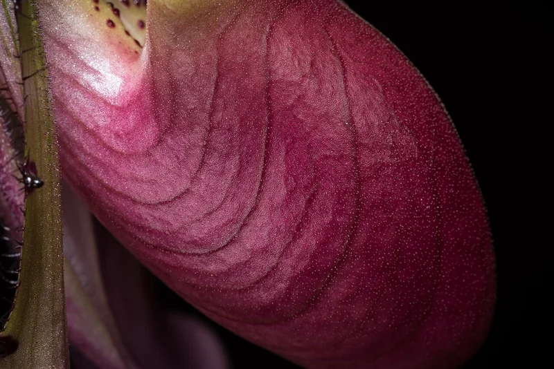 Paphiopedilum callosum single flower with maroon-green slipper pouch and white petals with dark veining above tessellated leaves