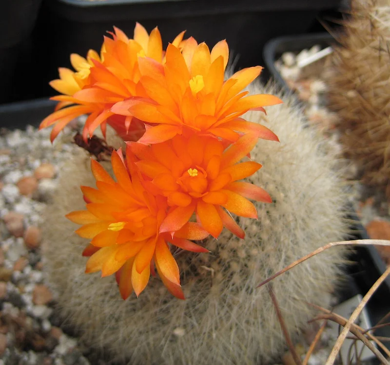Parodia haselbergii densely white-spined small globe cactus with vivid orange-red flowers at the apex