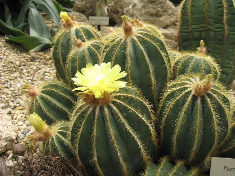 Parodia magnifica compact blue-green globe cactus with golden spines and large bright-yellow flower at apex
