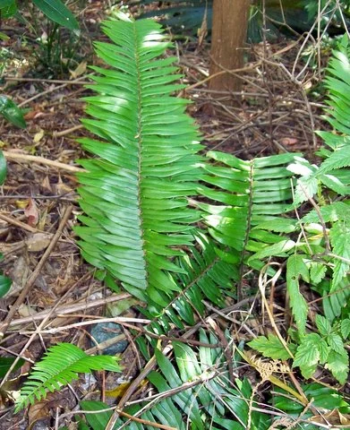 Sickle Fern (Pellaea falcata)