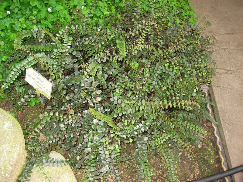 Button Fern (Pellaea rotundifolia)