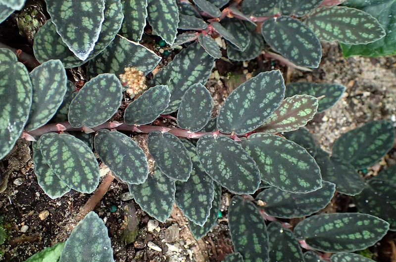 Satin pellionia (Pellionia pulchra)