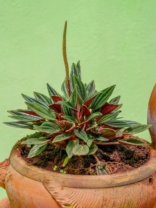 Emerald ripple peperomia (Peperomia caperata)