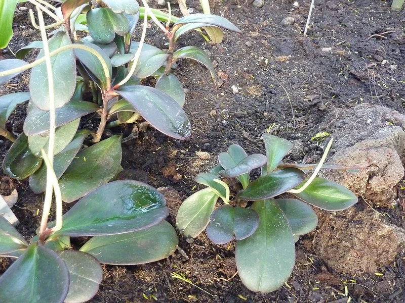 Red-Edge Peperomia (Peperomia clusiifolia)