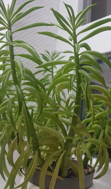 Happy bean peperomia (Peperomia ferreyrae)