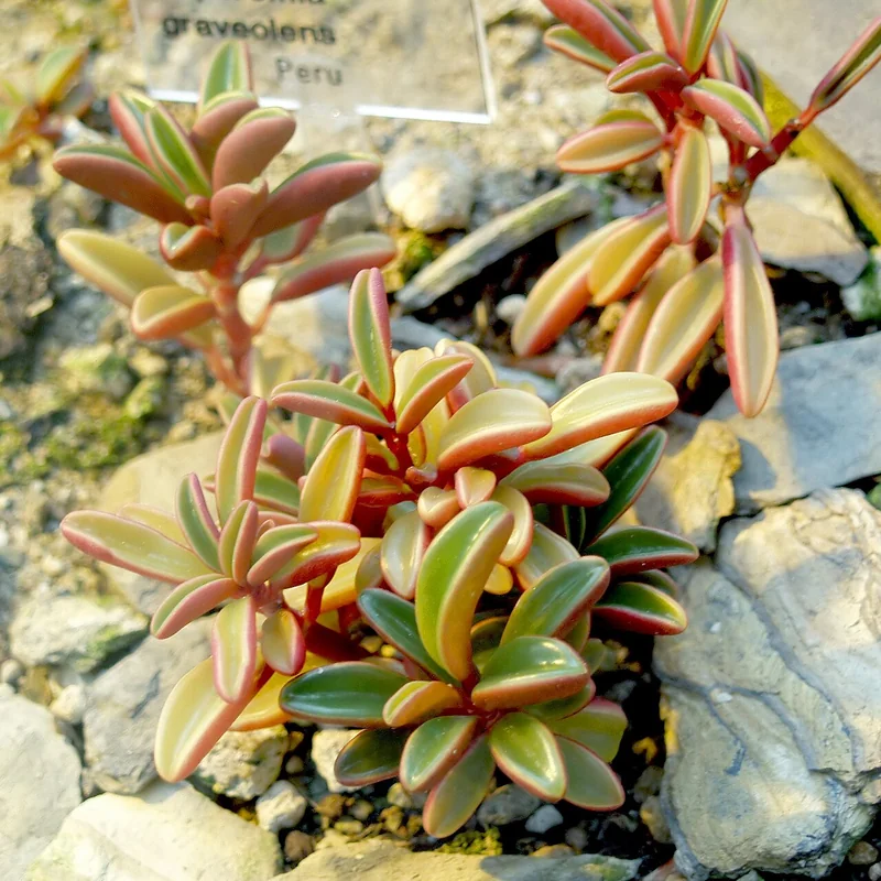 Ruby Glow Peperomia (Peperomia graveolens)