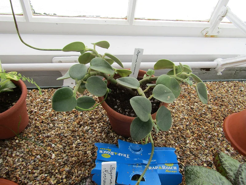 Felted Peperomia (Peperomia incana)