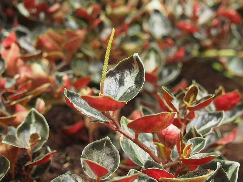 Metallic Peperomia (Peperomia metallica)