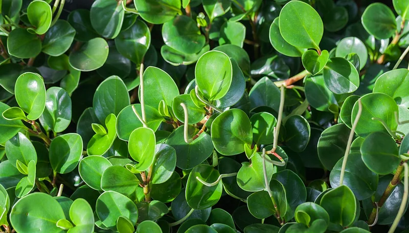 Baby rubber plant (Peperomia obtusifolia)