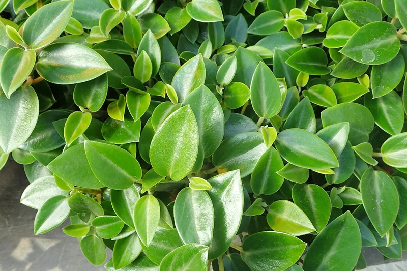Teardrop Peperomia (Peperomia orba)