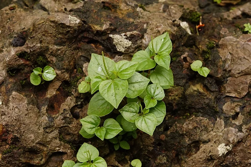 Shining Bush Plant (Peperomia pellucida)