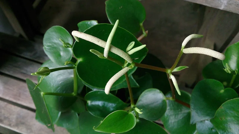 Raindrop peperomia (Peperomia polybotrya)