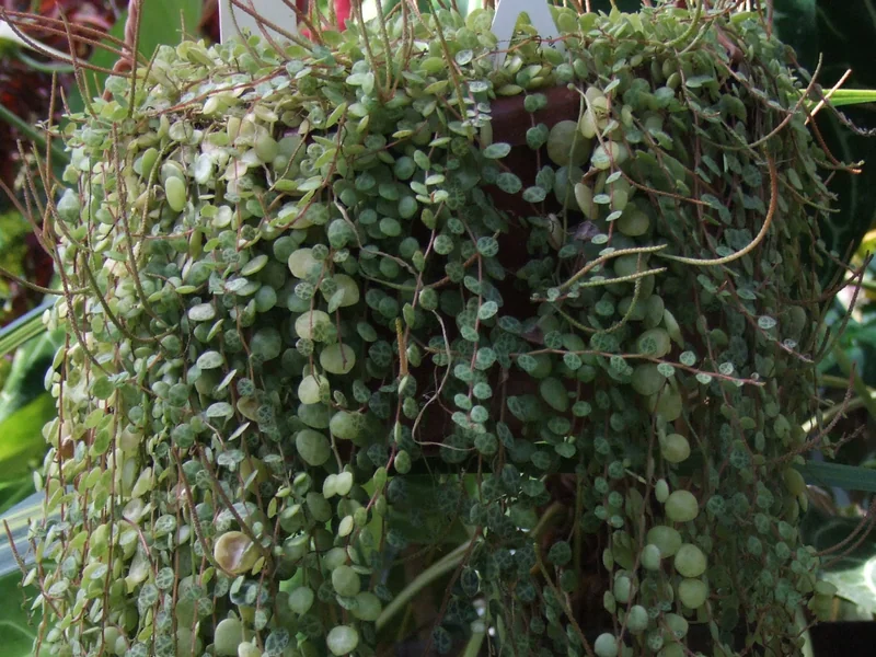 String of turtles (Peperomia prostrata)