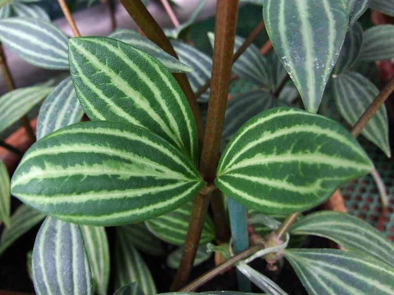 Parallel Peperomia (Peperomia puteolata)