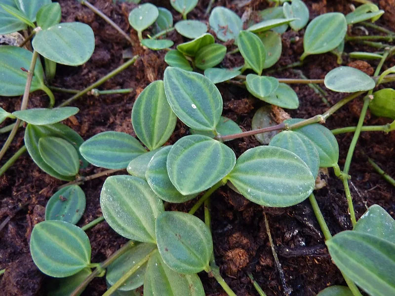 Beetle Peperomia (Peperomia quadrangularis)