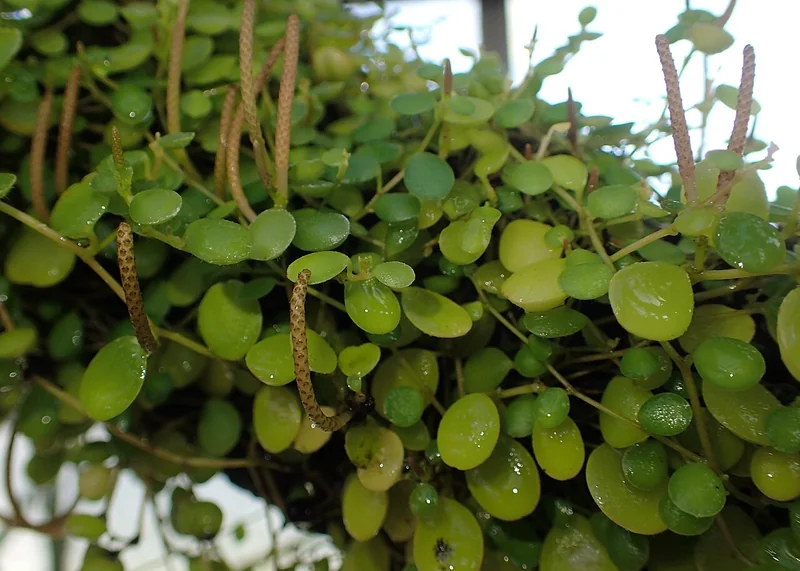 Trailing jade peperomia (Peperomia rotundifolia)