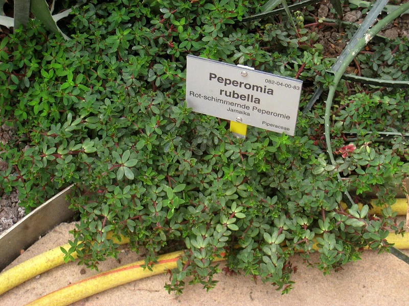 Trailing Red Peperomia (Peperomia rubella)