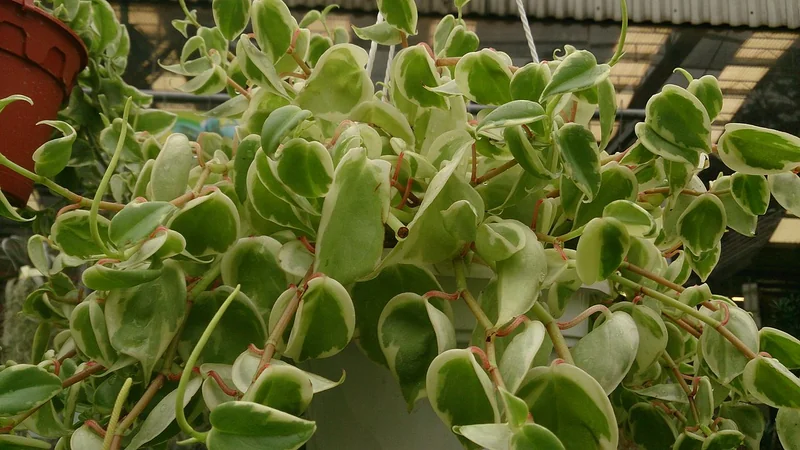 Cupid Peperomia (Peperomia scandens)