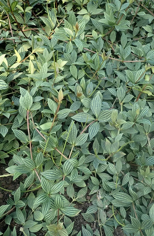 Parallel Peperomia (Peperomia tetragona)