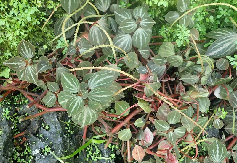 Three-Vein Peperomia (Peperomia trinervis)