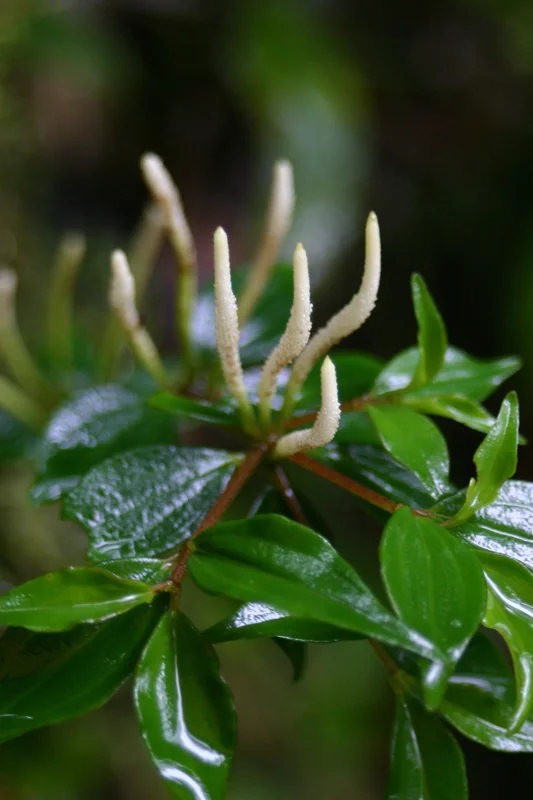 Peperomia sp.