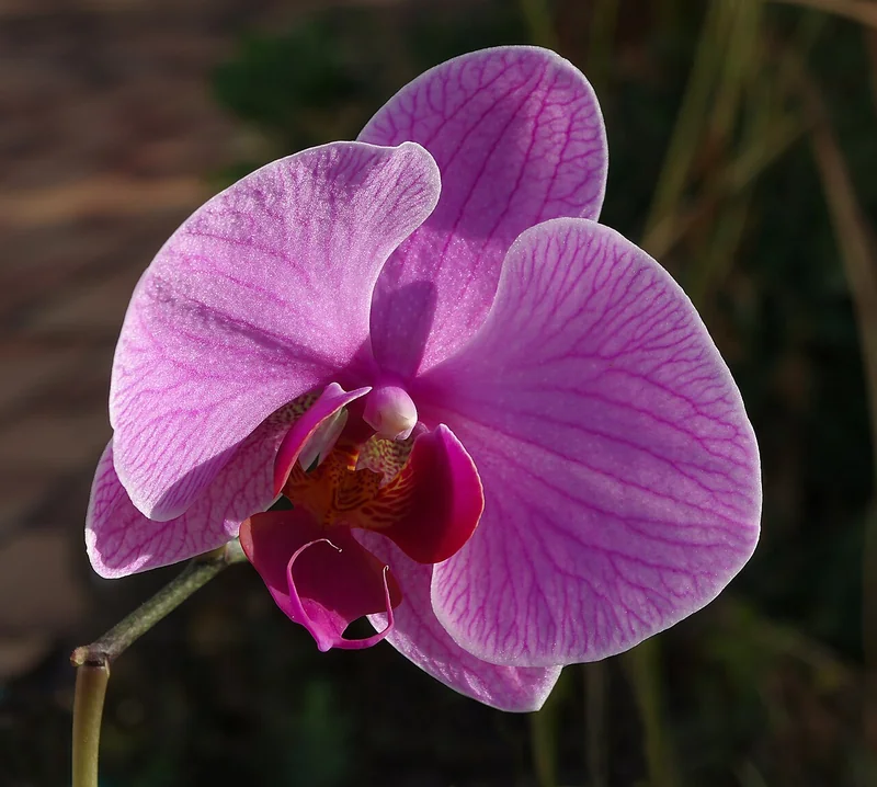 Phalaenopsis amabilis pure white broad-petalled flowers on arching spike